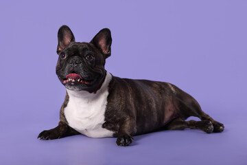 Adorable French Bulldog on purple background. Lovely pet