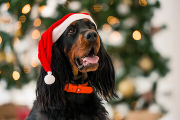 Gordon setter dog wearing Santa hat in Christmas time at home holidays portrait. Purebred pet doggy sitting and looking at camera with XMas New Year lights on background