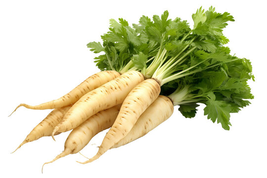 Fresh and organic parsnip root vegetable isolated on transparent background