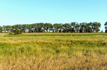 Fototapeta premium Landscape is agricultural, yellow - green grass in field growing in stripes along horizon line in sunlight