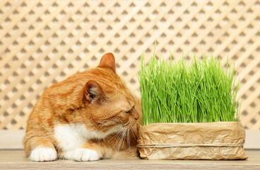 Cute ginger cat near potted green grass on wooden table