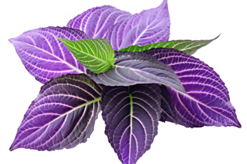 Purple and green leaves of Persian Shield plant isolated on transparent background - high quality PNG for decoration 