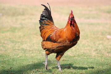 hens and roosters in the grass on a farm