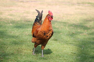 hens and roosters in the grass on a farm