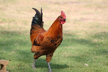 hens and roosters in the grass on a farm