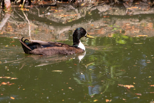 Canard colvert m&acirc;le sur la mare 