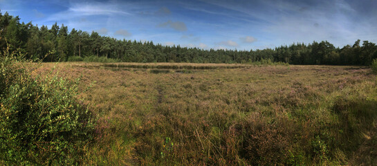 Heather and peat fields Echten Drenthe Netherlands. Forest. Panorama. 
