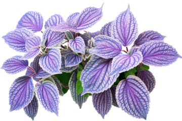 Plectranthus argentatus leaves PNG isolated on transparent Background - A high-quality image of silvery-green foliage with scalloped edges and purple undersides