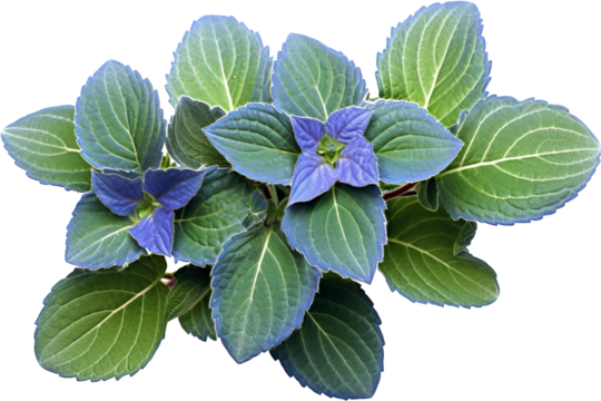 Silver spurflower leaves isolated on transparent background - Plectranthus argentatus PNG