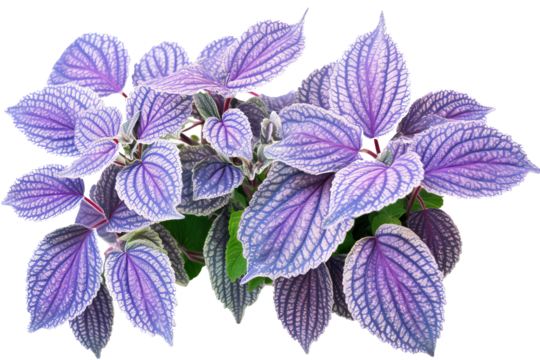 Plectranthus argentatus leaves PNG isolated on transparent Background - A high-quality image of silvery-green foliage with scalloped edges and purple undersides