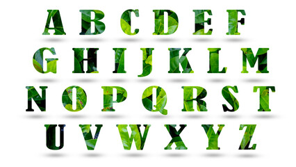 Leaf font A-Z isolated on white background. Leafs font A,B,C,D made of Real alive leaves with...