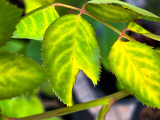 Rose leaf problem form anthracnose leaf spot,unhealthy plant fungal disease