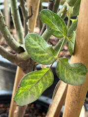 Rose leaf problem form anthracnose leaf spot,unhealthy plant fungal disease