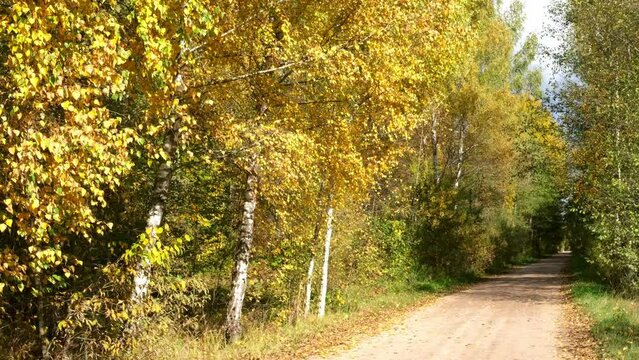 Autumn beautiful colorful landscape with birches and yellow leaves. Dry leaves fall from the trees onto the path, the road on a windy autumn day. Autumn forest, park
