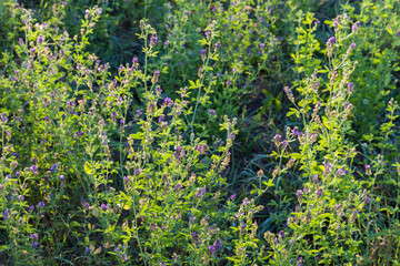 Blooming alfalfa on a field in summer evening backlit