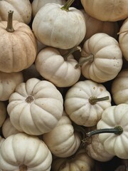 Pile of many harvested white pumpkins at farmers market. Autumn fall seasonal background