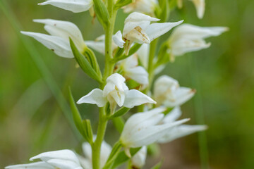 Obraz premium Eastern Hooded Helleborine (Cephalanthera epipactoides)