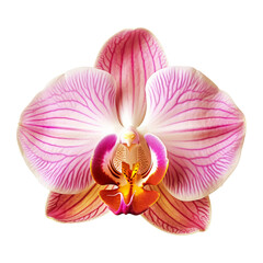 Beautiful single Orchidea flower isolated on white background.