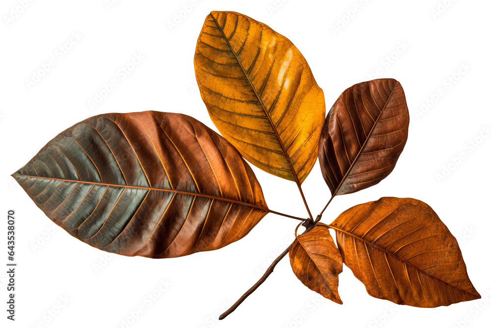 Canvas Prints green and yellow sassafras leaves with different shapes isolated on a transparent background - high 