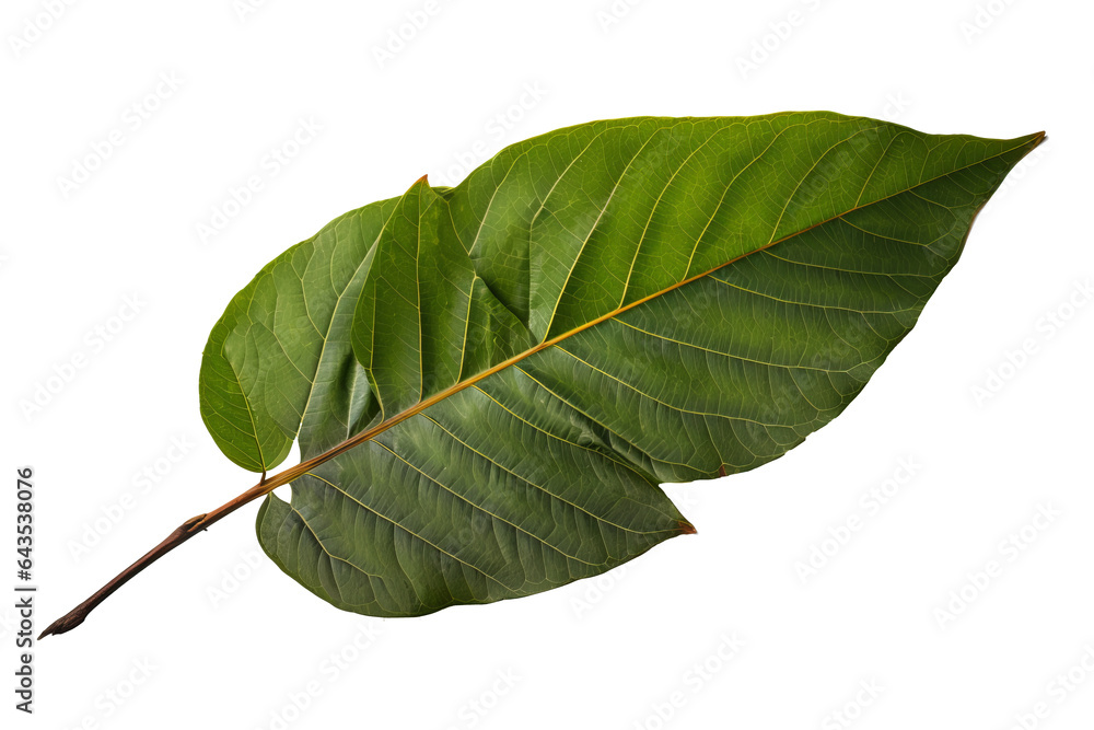 Wall mural sassafras leaves in different shapes and colors isolated on background background