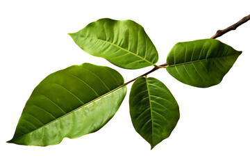 Obraz premium Sassafras leaves in different shapes and colors isolated on background background