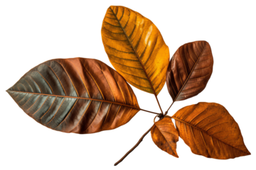 Green and yellow sassafras leaves with different shapes  isolated on a transparent background - high quality PNG