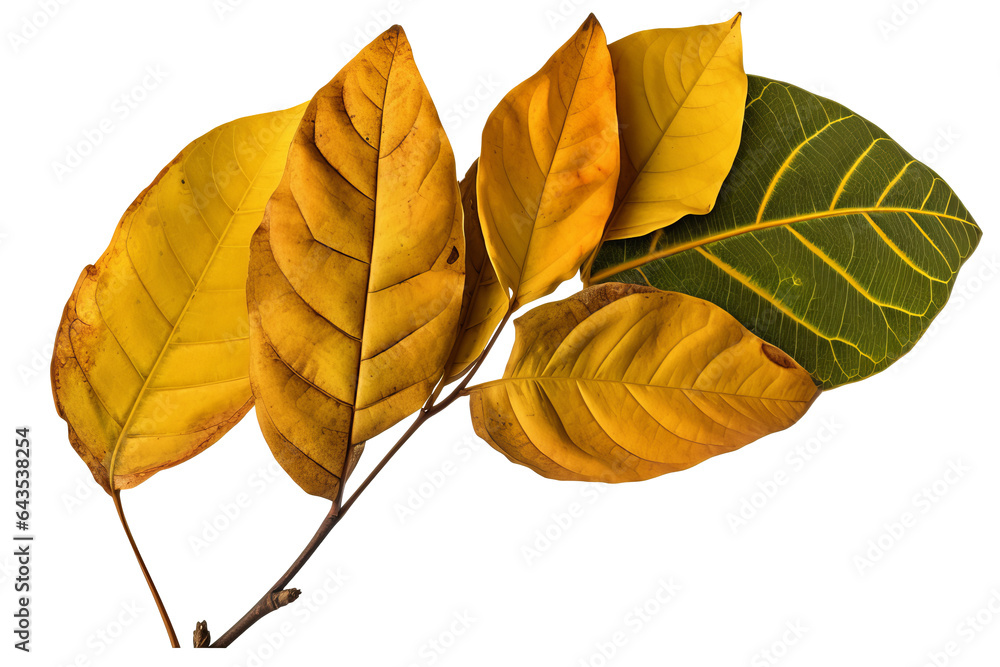 Wall mural green and yellow sassafras leaves with different shapes isolated on a transparent background - high 