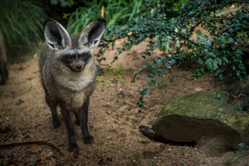 bat-eared fox portrait in nature park - 643538419