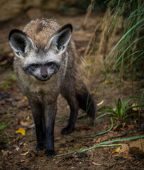 bat-eared fox portrait in nature park - 643538421
