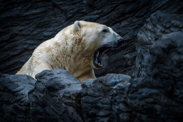 Polar bear portrait in nature park - 643538434