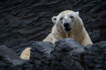 Polar bear portrait in nature park - 643538438