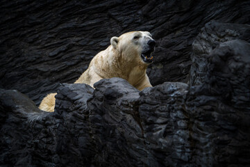 Polar bear portrait in nature park - 643538447
