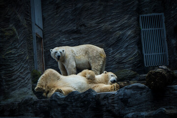 Polar bear portrait in nature park - 643538448