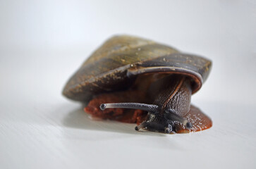 улитка на белом фоне