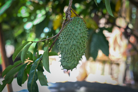 Juvenile Soursop also called graviola, guyabano, and in Latin America, guan&aacute;bana