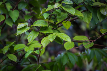 water drops on the leaf, green leaves in the garden