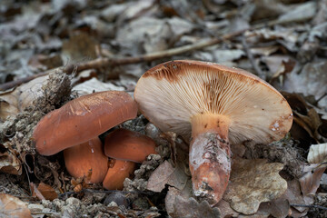 Edible mushroom Lactifluus volemus in the leaves. Known as Weeping Milk Cap or Voluminous-latex Milky. Wild mushrooms in oak forest.