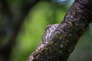 Fototapeta premium Arid Lizard on the branch