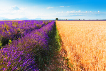 Yellow wheat field and lavender field in Valensole, Provence, France.