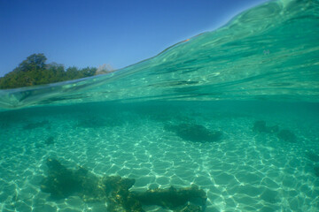 under the beautiful waters of the caribbean sea