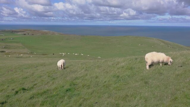 A flock of sheep graze on the grassy clifftop overlooking the blue sea