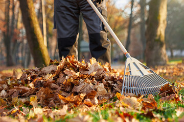 Unrecognizable man wearing uniform raking fallen leaves at beautiful sunny day. Crop view of male...