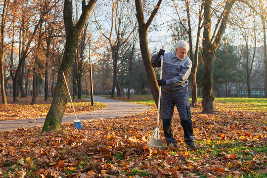 Focused senior male worker using big rake to gather fallen leaves in pile. Front view of bearded man in blue uniform raking fallen leaves in city park in sunny morning. Concept of seasonal work.