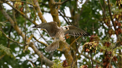 Red-footed falcon, youngster