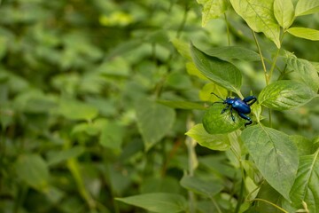 Insects in the garden