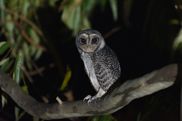 Lesser Sooty Owl