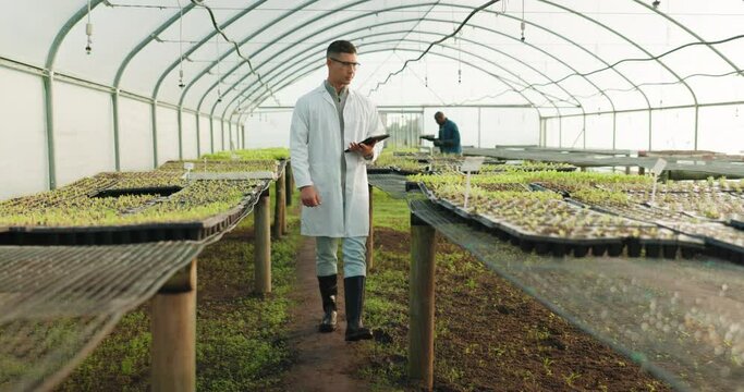 Plants, tablet and greenhouse scientist, man or agronomist for farm research, environment quality assurance or agro analysis. Agriculture development, walk or ecologist typing farming progress review