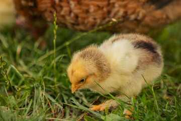 little chicken walks on the grass