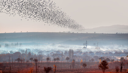 Beautiful large flock of starlings - The natural phenomenon - Dramatic foggy sunrise over a...