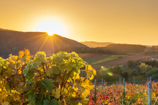 Abendliche Sonne mit Weinreben im Ahrtal bei Bad Neuenahr-Ahrweiler